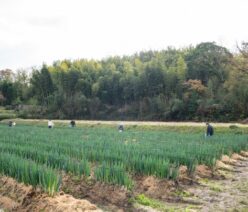 広い農場では白ネギ栽培中