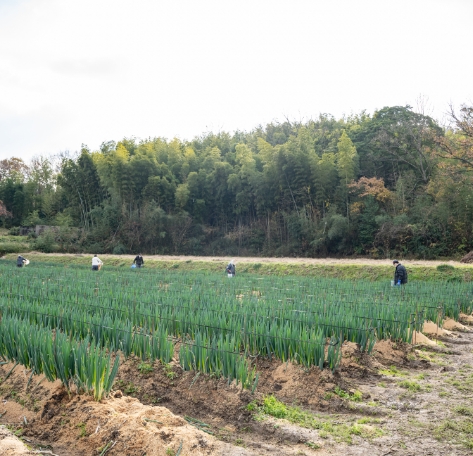 広い農場では白ネギ栽培中